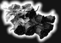 6 Glasuntersetzer, Untersetzer, Postkarte, schwarze Rosen